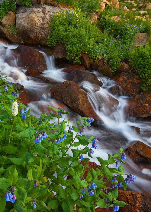 Stream Greeting Card featuring the photograph Bluebell Creek by Darren White