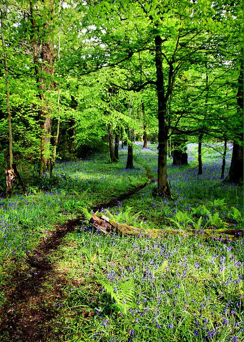 Forest Greeting Card featuring the photograph Bluebell Path by Mark Callanan