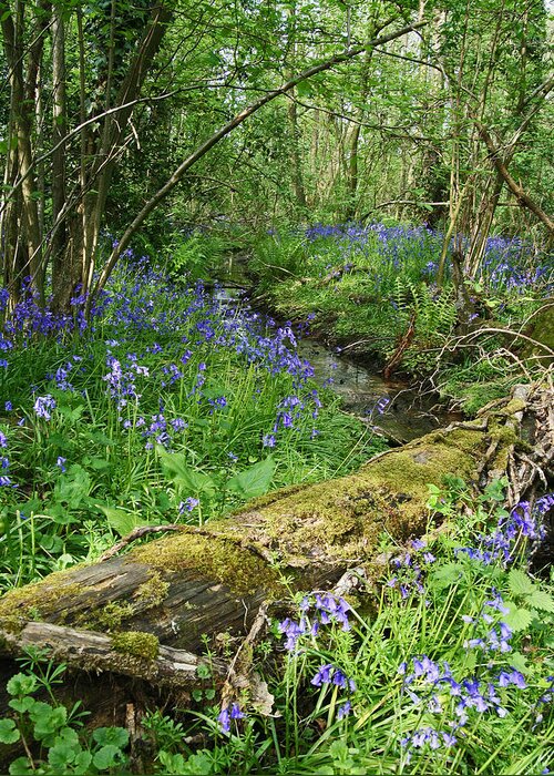 Bluebell Greeting Card featuring the photograph Bluebell Wood by John Topman