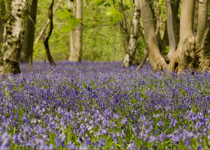 Forest Greeting Card featuring the photograph Bluebell Woods by Spikey Mouse Photography