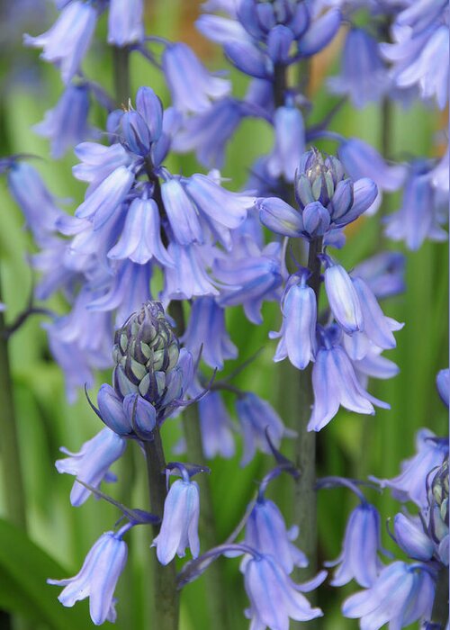 Bluebell Greeting Card featuring the photograph Bluebells by Lynn Bauer
