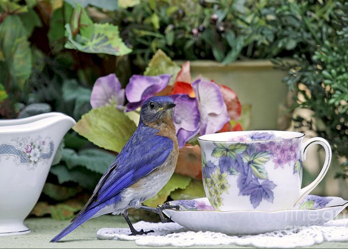 Billy Bluebird Photography Greeting Card featuring the photograph Bluebird and Tea Cups by Luana K Perez