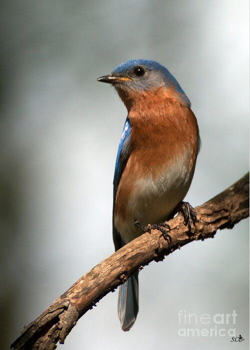 Eastern Bluebird Greeting Card featuring the photograph Bluebird- I See You by Sandra Clark