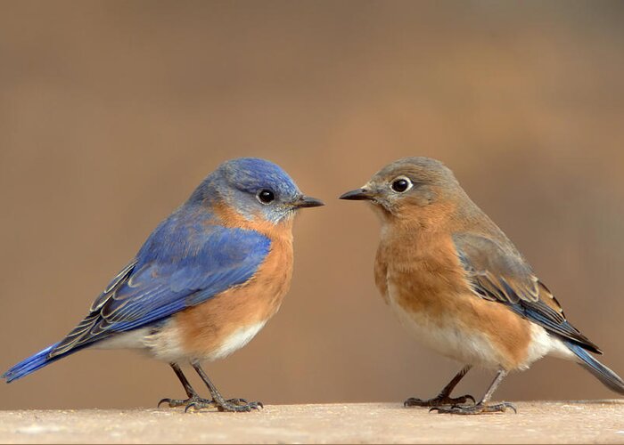 Songbird Greeting Card featuring the photograph Bluebird Pair by Jack Nevitt