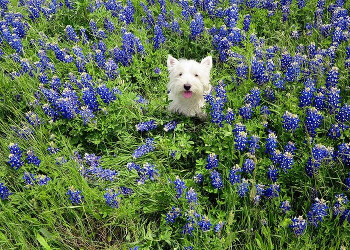 Westie Greeting Card featuring the digital art Bluebonnet Bucky by Carrie OBrien Sibley
