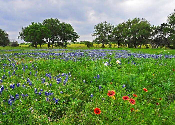 Wildflowers Greeting Card featuring the photograph Bluebonnet Fields Forever by Lynn Bauer