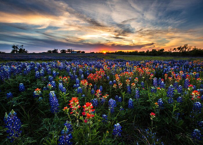 Wildflower Greeting Card featuring the photograph Bluebonnet Glory by Chris Multop