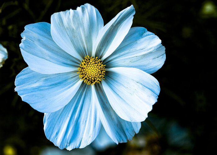 Flower Greeting Card featuring the photograph Blueness by Tara Lynn
