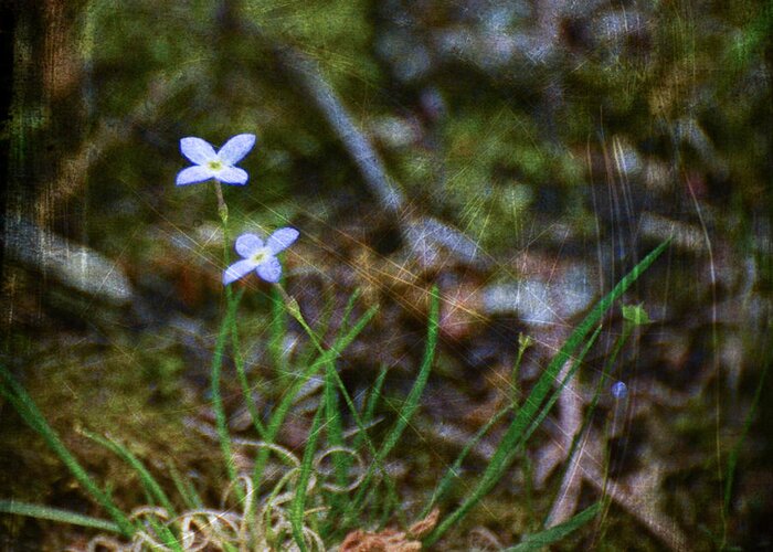 Bluets Greeting Card featuring the photograph Bluets Woodland Dream by Kerri Farley