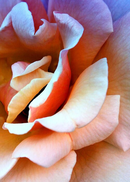 Rose Greeting Card featuring the photograph BLUSH PINK Palm Springs by William Dey