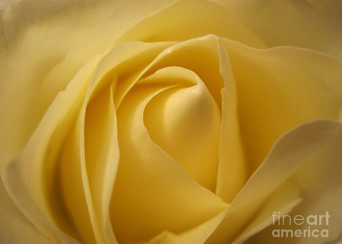 Floral Greeting Card featuring the photograph Blushing Cream Rose by Tara Shalton