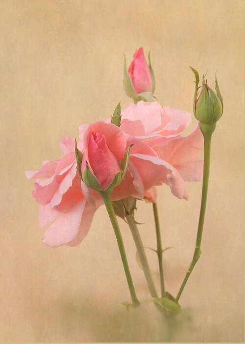 Rose Greeting Card featuring the photograph Blushing Pink by Angie Vogel