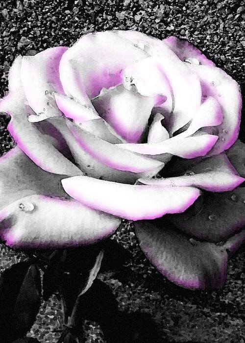 Black And White Rose Greeting Card featuring the photograph Blushing White Rose by Shawna Rowe