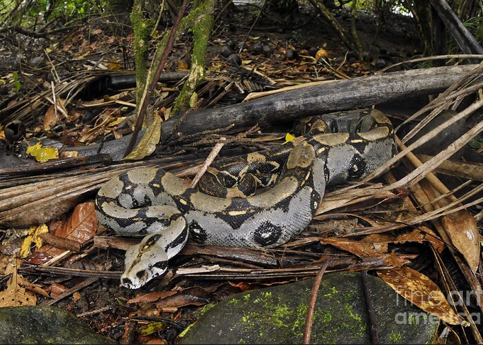 Amazon Rainforest Greeting Card featuring the photograph Boa Constrictor by Francesco Tomasinelli