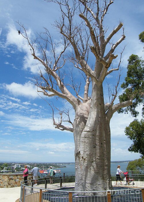 Australia Greeting Card featuring the photograph Boab Tree - Perth- Western Australia by Phil Banks