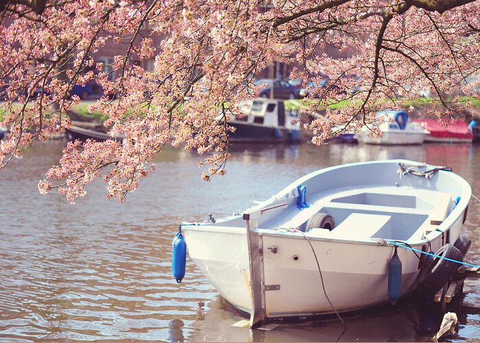 Spring Greeting Card featuring the photograph Boat Under Blooming Cherry Tree. Pink Spring in Amsterdam. by Jenny Rainbow