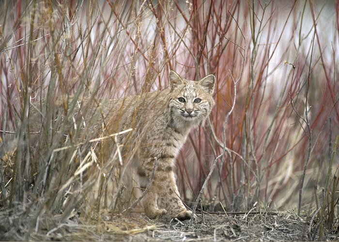 Feb0514 Greeting Card featuring the photograph Bobcat Juvenile Emerging From Dry Grass by Michael Quinton
