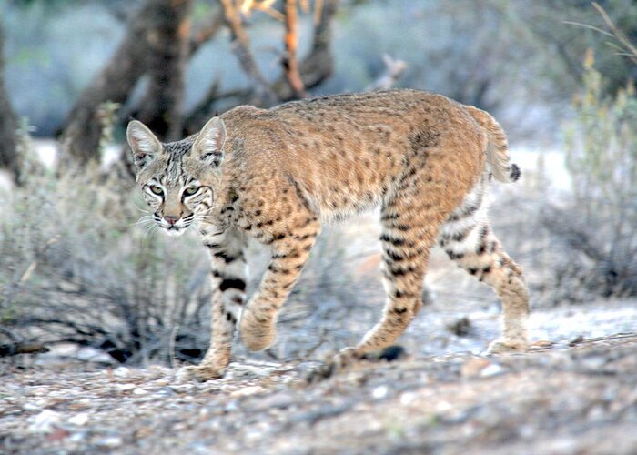 Adult Greeting Card featuring the photograph Bobcat on the Prowl by Dennis Swena