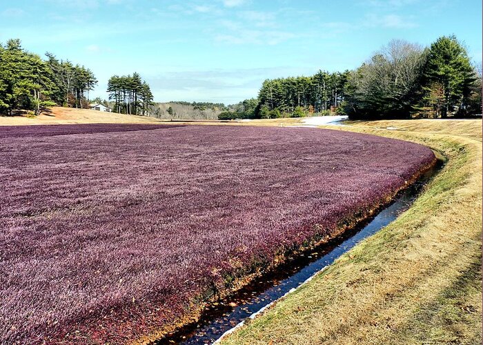 Cranberry Bog Greeting Card featuring the photograph Bogscape by Janice Drew