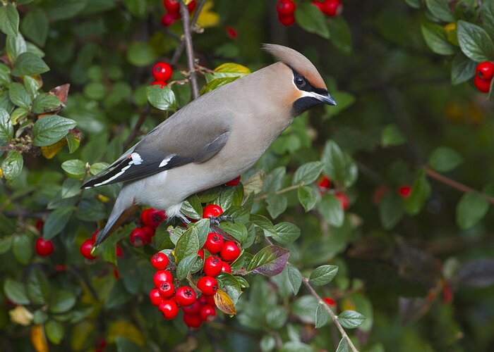 Nis Greeting Card featuring the photograph Bohemian Waxwing Netherlands by Joke Stuurman