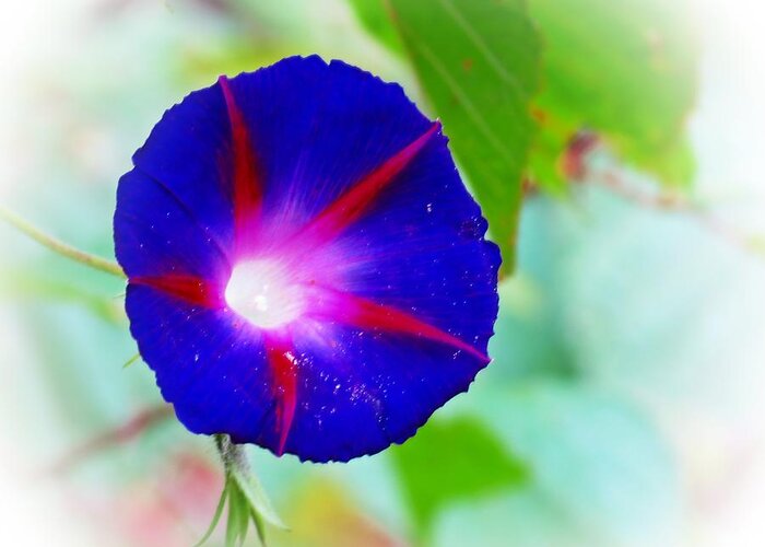 Morning Glory Greeting Card featuring the photograph Bold Morning Glory by MTBobbins Photography