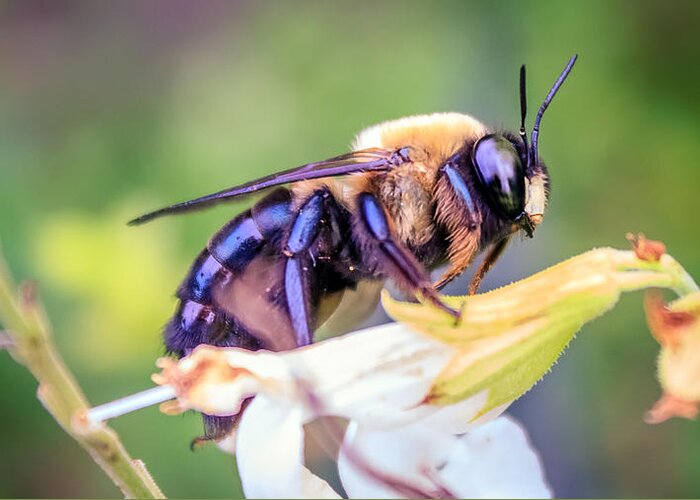 Animal Greeting Card featuring the photograph Bombini Bombus by Rob Sellers