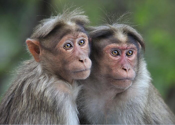 Thomas Marent Greeting Card featuring the photograph Bonnet Macaque Pair Huddling India by Thomas Marent