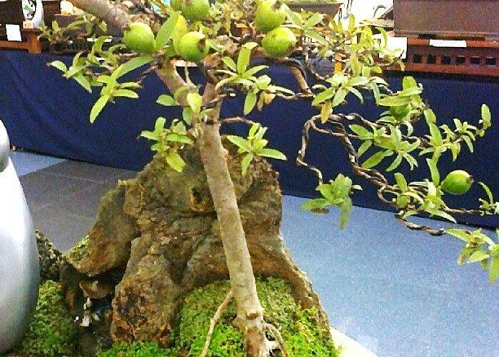 Bonsai Guava Tree with Fruits Greeting Card for Sale by Oscar Del Mundo Bonsai Guava Tree with Fruits Greeting Card for Sale by Oscar Del Mundo