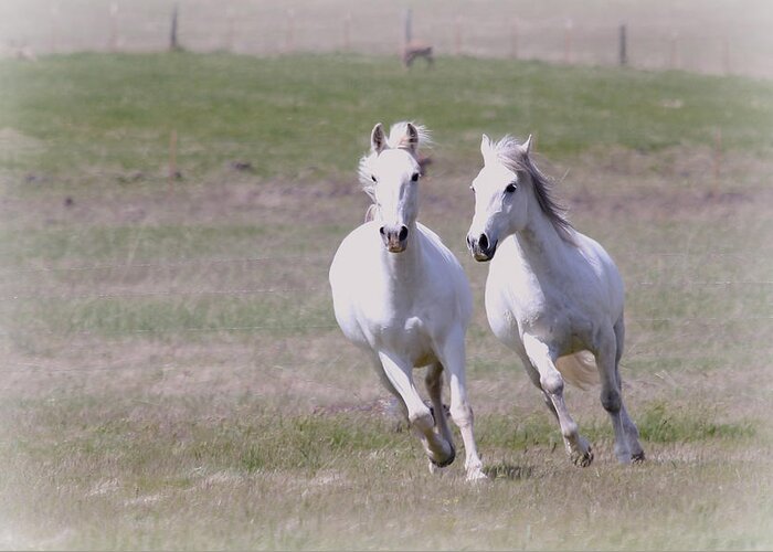 Horses Greeting Card featuring the photograph Lipizzaner Stallions by Athena Mckinzie