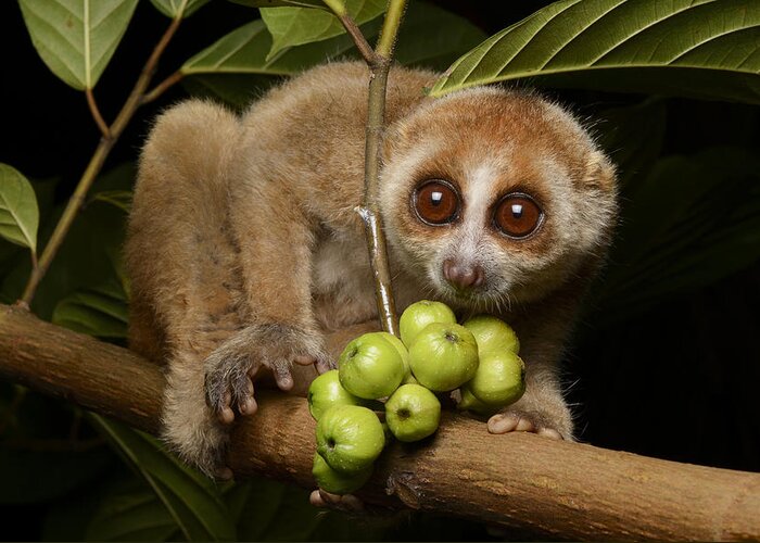 Feb0514 Greeting Card featuring the photograph Bornean Slow Loris At Night Kuching by Ch'ien Lee