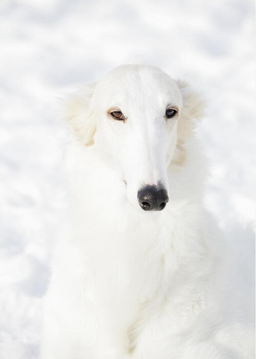 Borzoi Greeting Card featuring the photograph Borzoi White Lightning by Christian Lagereek