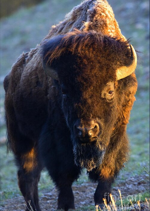 American Bison Greeting Card featuring the photograph Bos by Aaron Whittemore
