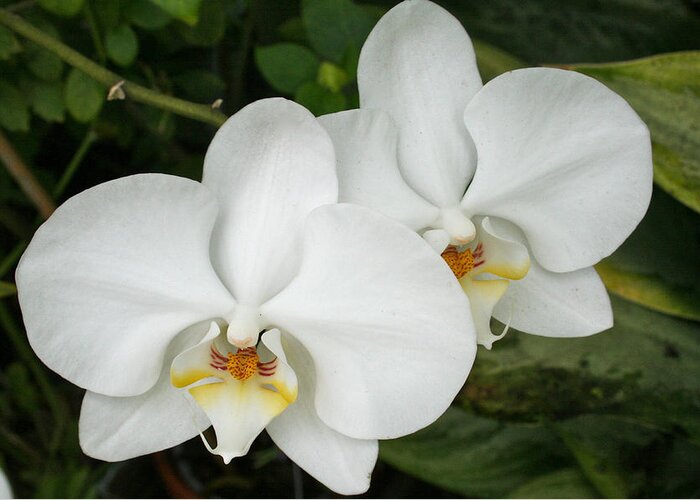 Orchid Greeting Card featuring the photograph Bosom Blossoms by Rosemary Aubut