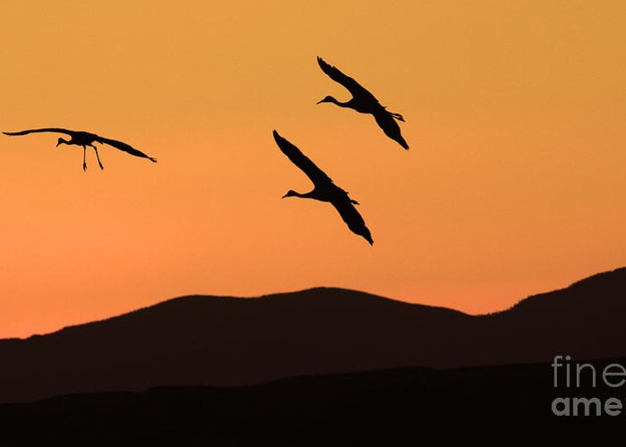 Sandhill Cranes In Flight Greeting Card featuring the photograph Bosque Del Apache Incoming Sandhill Cranes by Bob Christopher