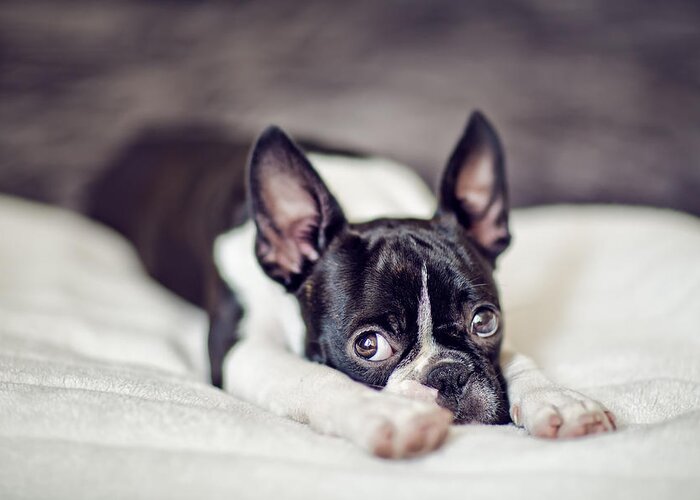Cute Greeting Card featuring the photograph Boston Terrier Puppy by Nailia Schwarz