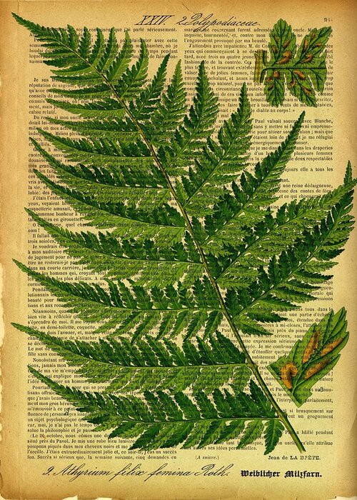 Botanical Greeting Card featuring the digital art Botanical Print on old book page by Lilia S