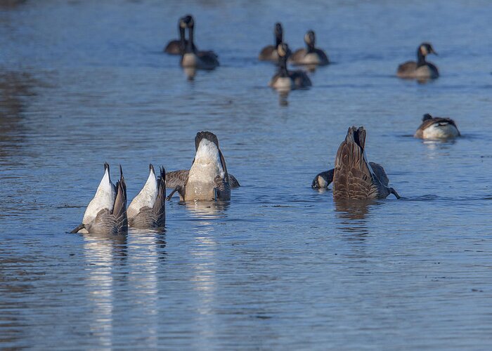 Marsh Greeting Card featuring the photograph Bottoms Up - Canada Geese Feeding on Bay Bottom DWF116 by Gerry Gantt