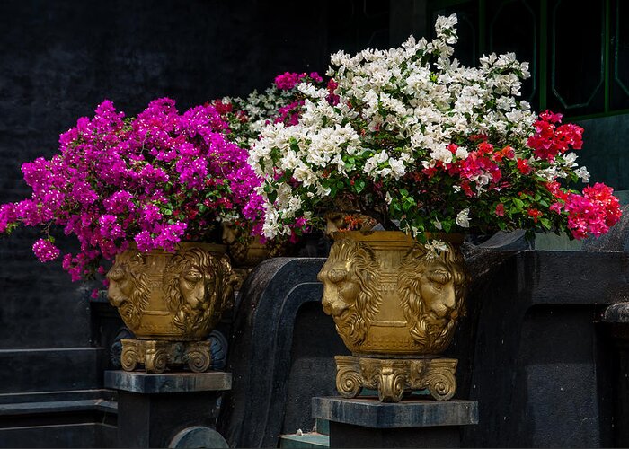 Sri Lanka Greeting Card featuring the photograph Bougainvillea at the Entrance of Golden Temple in Dambulla by Jenny Rainbow