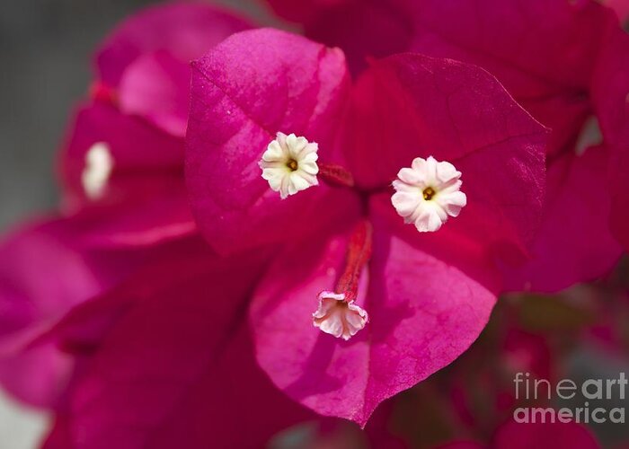 Bougainvillea Greeting Card featuring the photograph Bougainvillea by David Grant