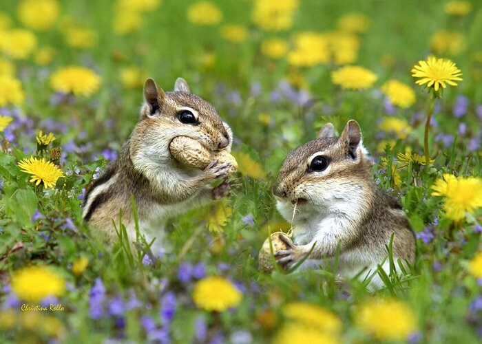 Chipmunk Greeting Card featuring the photograph Bountiful Generosity by Christina Rollo