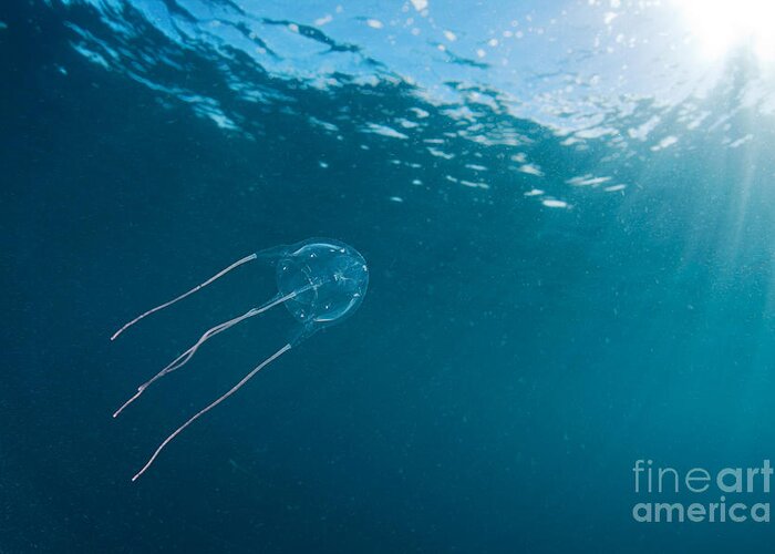 Southern Sea Wasp Greeting Card featuring the photograph Box Jellyfish by David Fleetham
