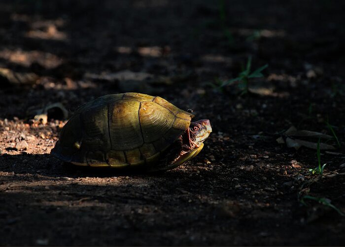 Box Turtle Greeting Card featuring the photograph Box Turtle at Sunrise on Old Erbie Road by Michael Dougherty