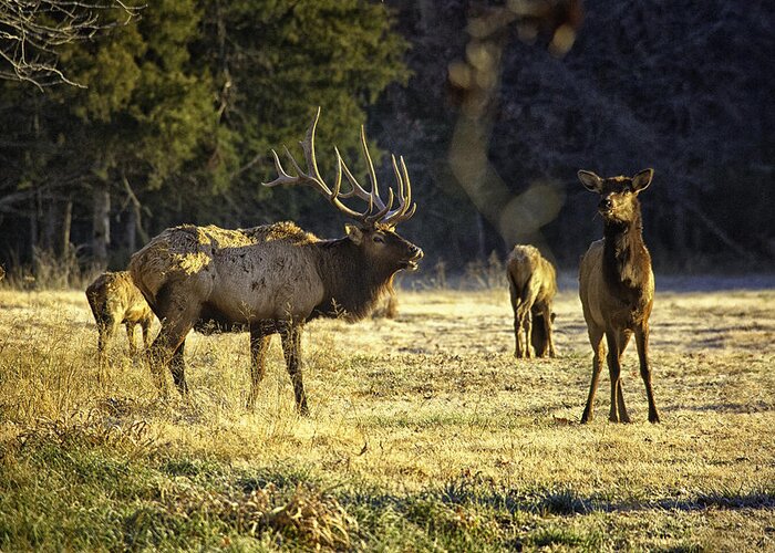 Bull Elk Greeting Card featuring the photograph Boxley Stud and Cow Elk by Michael Dougherty