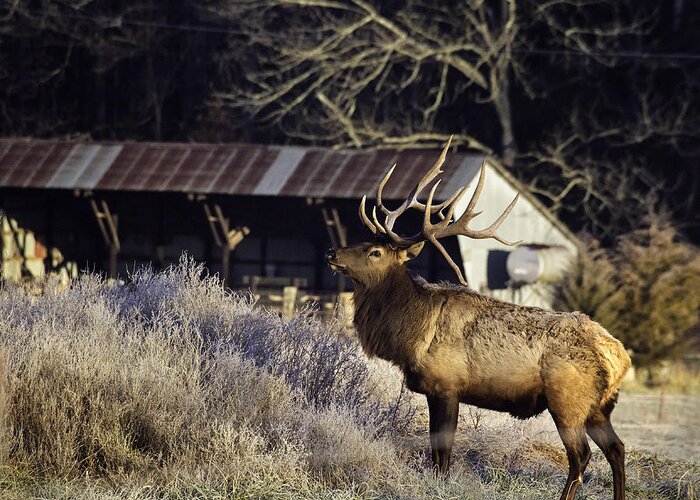 Bull Elk Greeting Card featuring the photograph Boxley Stud at Clark Pond by Michael Dougherty