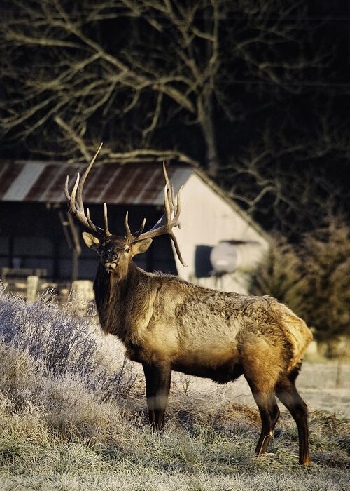 Bull Elk Greeting Card featuring the photograph Boxley Stud Post-Rut by Michael Dougherty