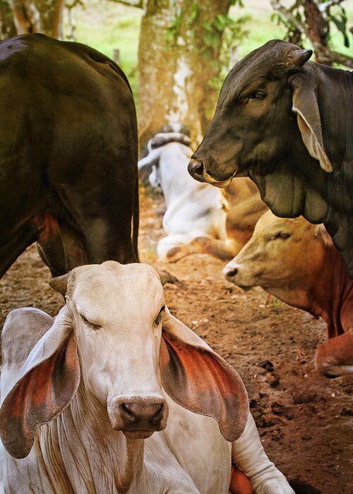 Brahman Greeting Card featuring the photograph Brahman Cattle Vertical by Peggy Collins