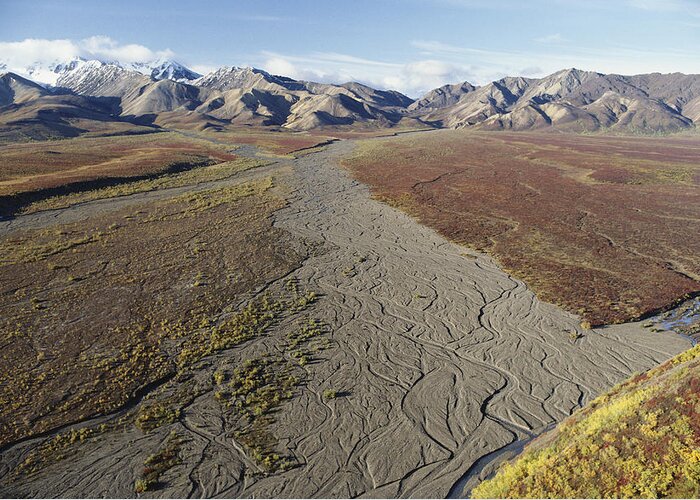 Alaska Greeting Card featuring the photograph Braided River In Alaska by Thomas And Pat Leeson