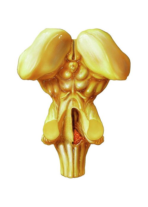 Brainstem Greeting Card featuring the photograph Brainstem by Bo Veisland/science Photo Library