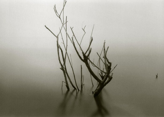 Branches Greeting Card featuring the photograph Branches in the Water by Amarildo Correa