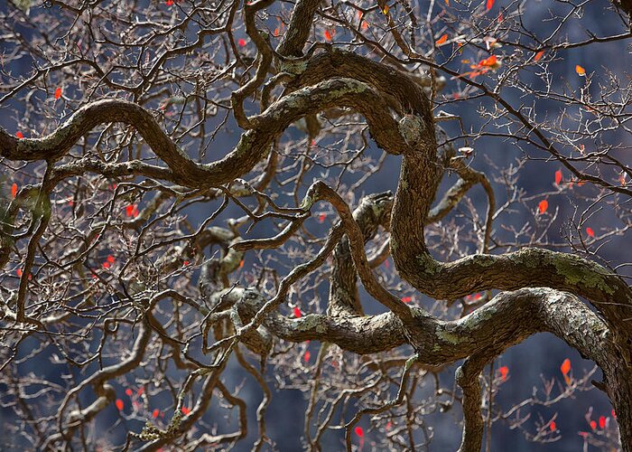 Ozarks Greeting Card featuring the photograph Branching Out by Steve White